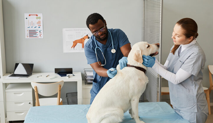 Veterinarian Marketing Strategies: Tips and Ideas to Drive Growth